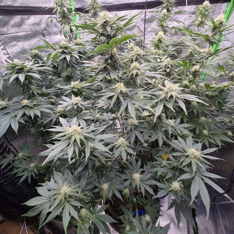 Mimosa evo stecki  🍊🍋🍍 (65-70bt) growlog timeline photo