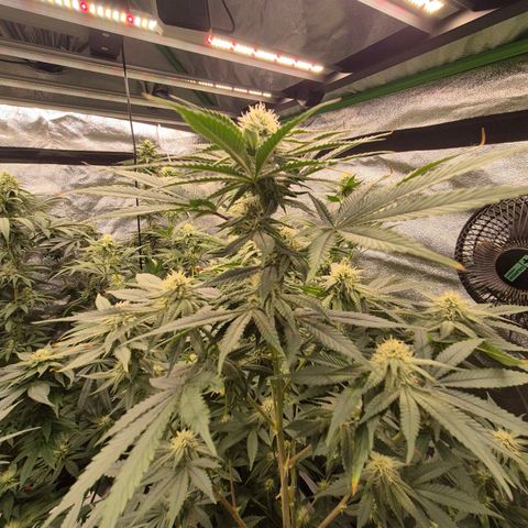 Mimosa evo stecki  🍊🍋🍍 (65-70bt) growlog timeline photo