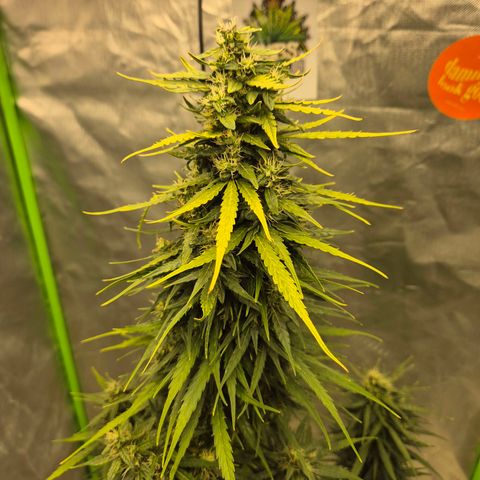 💚CHOCOLOPE 🍫 ☕️auto (56-63 BT) growlog timeline photo
