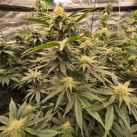 Mimosa evo stecki  🍊🍋🍍 (65-70bt) growlog timeline photo