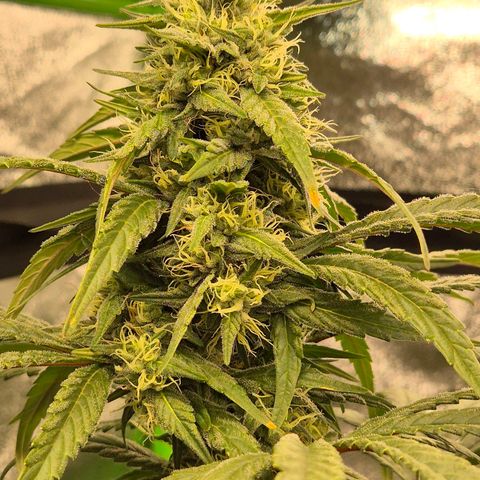 ICE 💚🧊 (63-70bt) growlog timeline photo