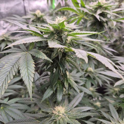 💚Bubba kush 🦝 (56-63 BT) growlog timeline photo