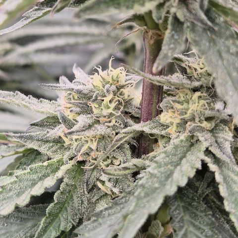 Ice cream cake 🍰 & permanent marker🖊(65-73bt) growlog timeline photo