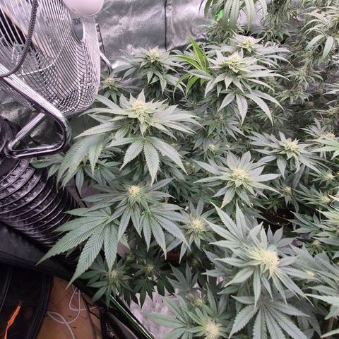 💚Bubba kush 🦝 (56-63 BT) growlog timeline photo
