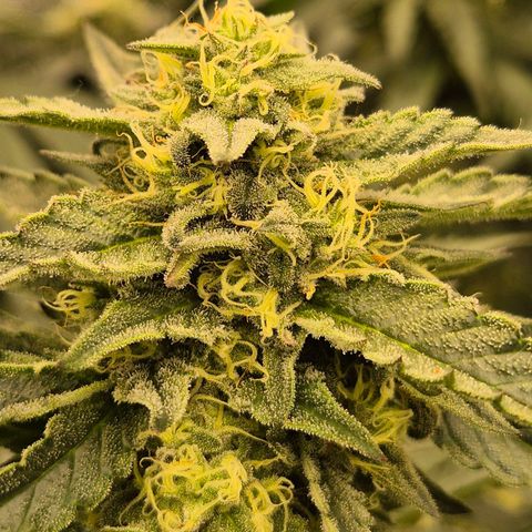 Ice cream cake 🍰 & permanent marker🖊(65-73bt) growlog timeline photo