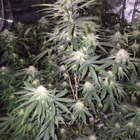 Mimosa evo stecki  🍊🍋🍍 (65-70bt) growlog timeline photo