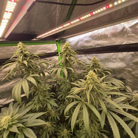 ICE 💚🧊 (63-70bt) growlog timeline photo