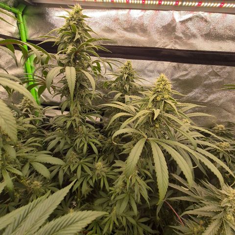 ICE 💚🧊 (63-70bt) growlog timeline photo
