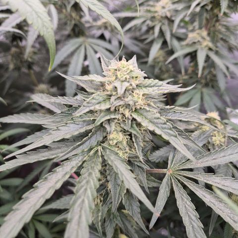 Ice cream cake 🍰 & permanent marker🖊(65-73bt) growlog timeline photo