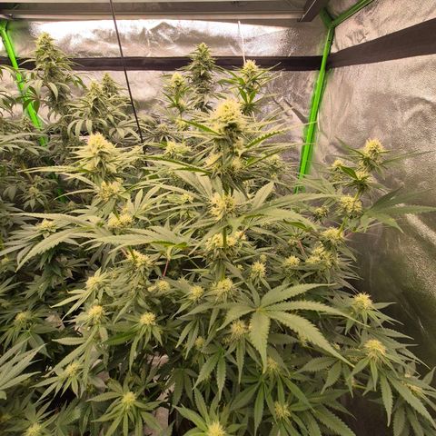 Tangerine dream 🌴 (60-65bt)  growlog timeline photo