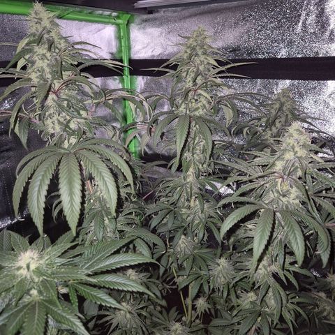 ICE 💚🧊 (63-70bt) growlog timeline photo