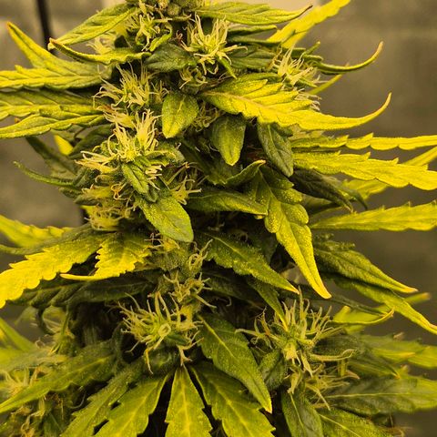 💚CHOCOLOPE 🍫 ☕️auto (56-63 BT) growlog timeline photo