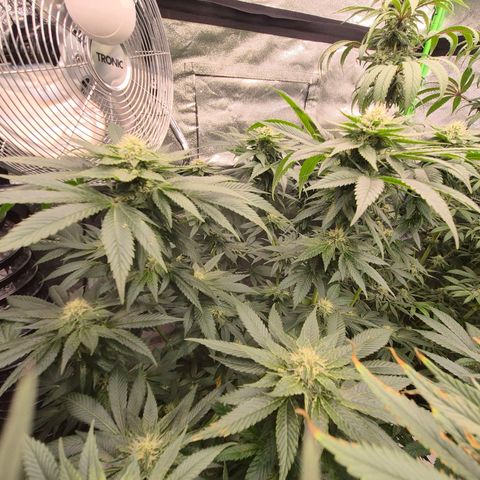💚Bubba kush 🦝 (56-63 BT) growlog timeline photo