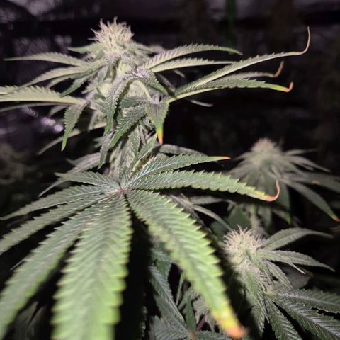 Mimosa evo stecki  🍊🍋🍍 (65-70bt) growlog timeline photo