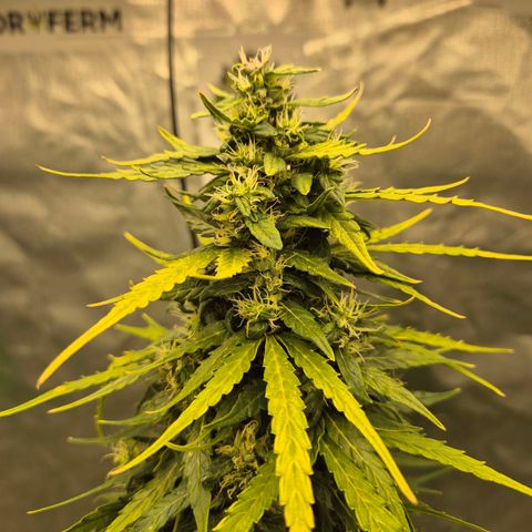 💚CHOCOLOPE 🍫 ☕️auto (56-63 BT) growlog timeline photo