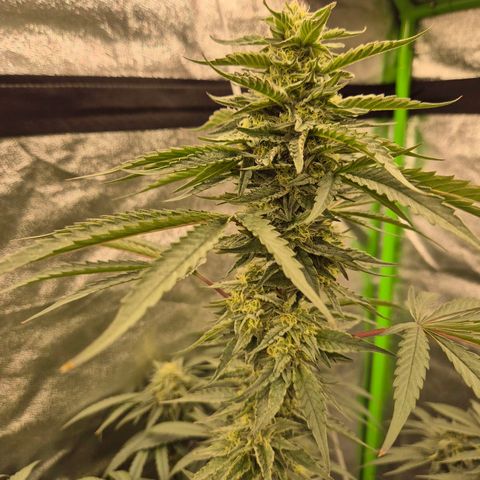 Ice cream cake 🍰 & permanent marker🖊(65-73bt) growlog timeline photo