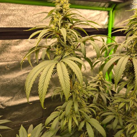 ICE 💚🧊 (63-70bt) growlog timeline photo