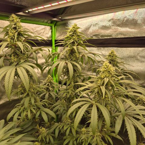 ICE 💚🧊 (63-70bt) growlog timeline photo