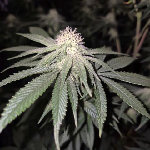 Mimosa evo stecki  🍊🍋🍍 (65-70bt) growlog timeline photo
