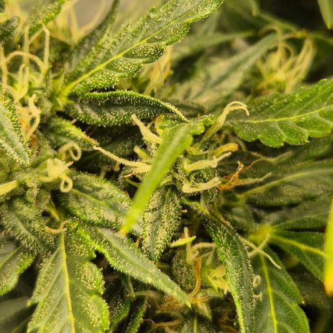 💚CHOCOLOPE 🍫 ☕️auto (56-63 BT) growlog timeline photo