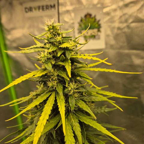 💚CHOCOLOPE 🍫 ☕️auto (56-63 BT) growlog timeline photo