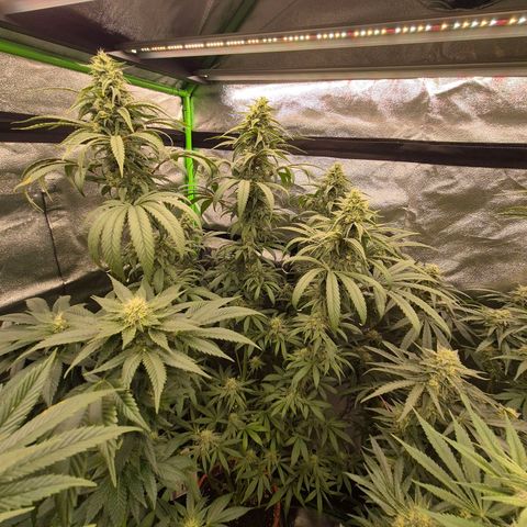 ICE 💚🧊 (63-70bt) growlog timeline photo