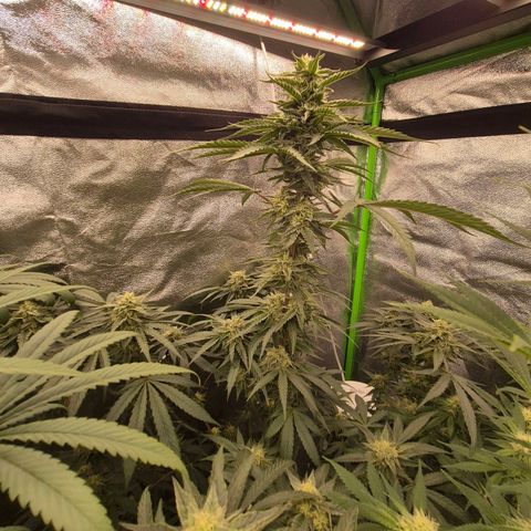 Ice cream cake 🍰 & permanent marker🖊(65-73bt) growlog timeline photo