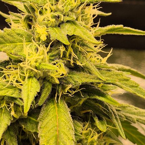 ICE 💚🧊 (63-70bt) growlog timeline photo