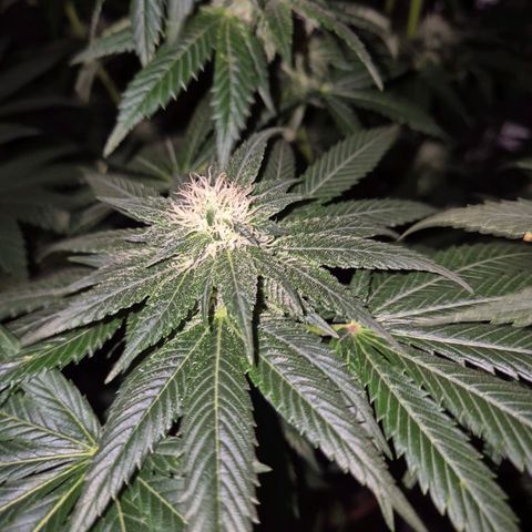 💚Bubba kush 🦝 (56-63 BT) growlog timeline photo
