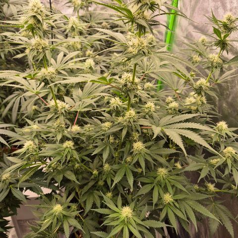 Tangerine dream 🌴 (60-65bt)  growlog timeline photo