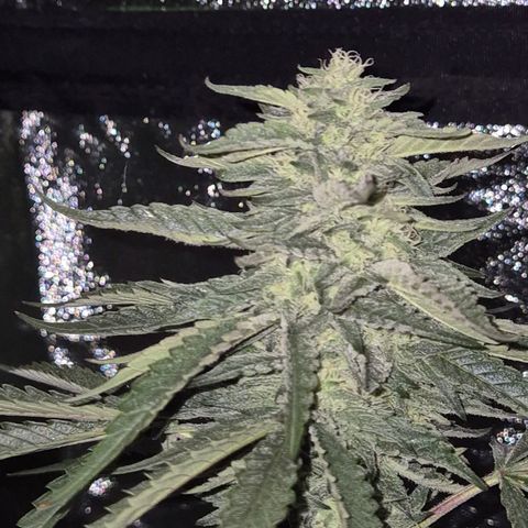 Ice cream cake 🍰 & permanent marker🖊(65-73bt) growlog timeline photo