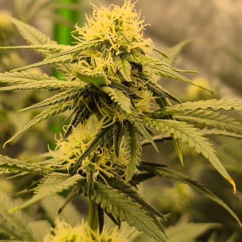 Tangerine dream 🌴 (60-65bt)  growlog timeline photo