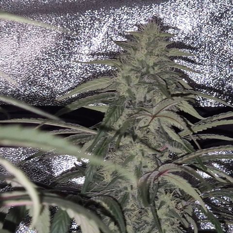 ICE 💚🧊 (63-70bt) growlog timeline photo