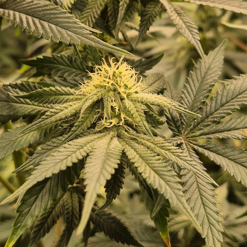 Mimosa evo stecki  🍊🍋🍍 (65-70bt) growlog timeline photo