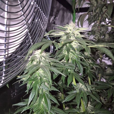 💚Bubba kush 🦝 (56-63 BT) growlog timeline photo