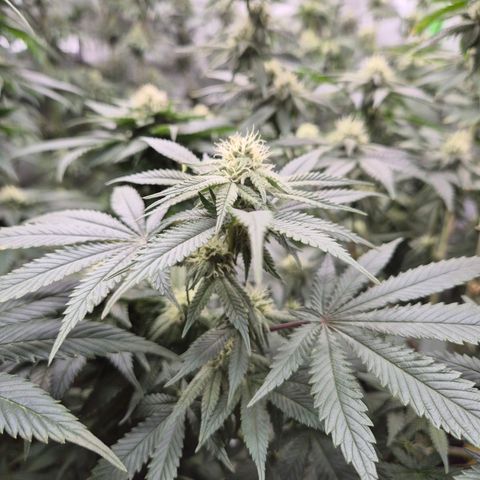 Mimosa evo stecki  🍊🍋🍍 (65-70bt) growlog timeline photo