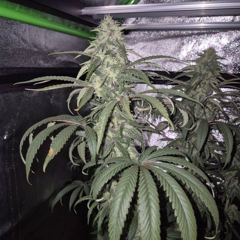ICE 💚🧊 (63-70bt) growlog timeline photo