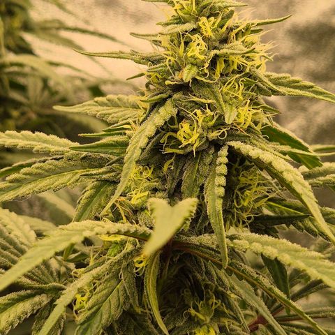 ICE 💚🧊 (63-70bt) growlog timeline photo