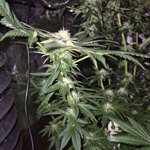 💚Bubba kush 🦝 (56-63 BT) growlog timeline photo