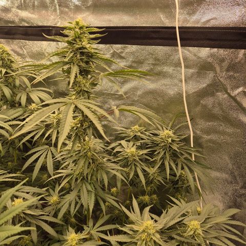 Ice cream cake 🍰 & permanent marker🖊(65-73bt) growlog timeline photo