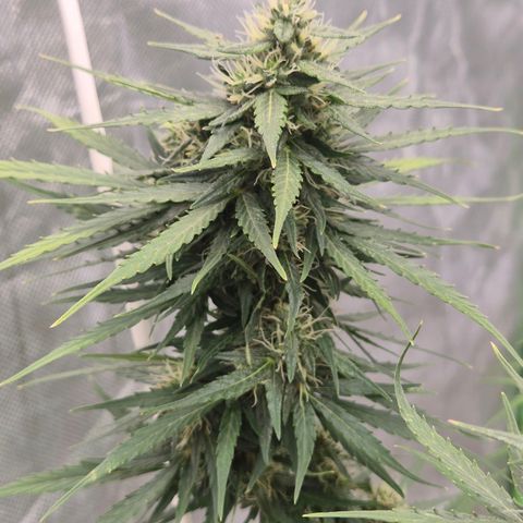 💚CHOCOLOPE 🍫 ☕️auto (56-63 BT) growlog timeline photo