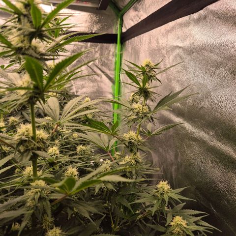 Tangerine dream 🌴 (60-65bt)  growlog timeline photo