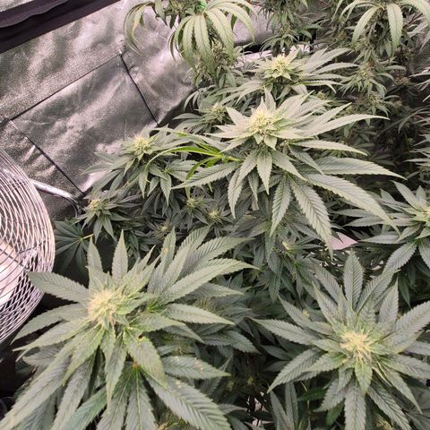 💚Bubba kush 🦝 (56-63 BT) growlog timeline photo
