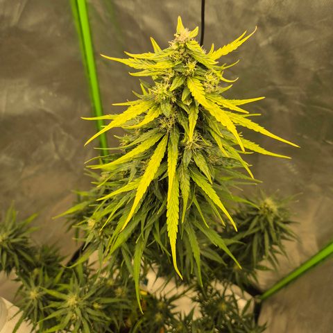 💚CHOCOLOPE 🍫 ☕️auto (56-63 BT) growlog timeline photo