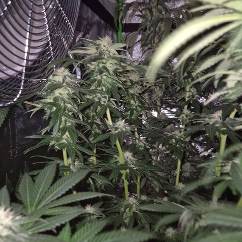 💚Bubba kush 🦝 (56-63 BT) growlog timeline photo