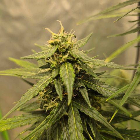 💚CHOCOLOPE 🍫 ☕️auto (56-63 BT) growlog timeline photo