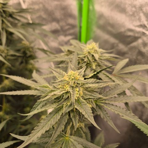 Ice cream cake 🍰 & permanent marker🖊(65-73bt) growlog timeline photo
