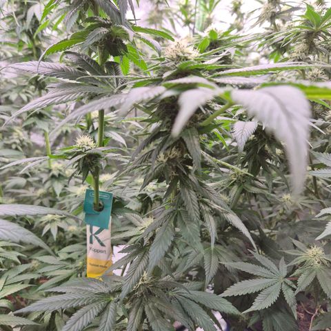 💚Bubba kush 🦝 (56-63 BT) growlog timeline photo