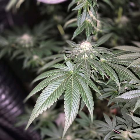 Mimosa evo stecki  🍊🍋🍍 (65-70bt) growlog timeline photo