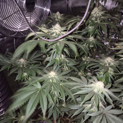 💚Bubba kush 🦝 (56-63 BT) growlog timeline photo